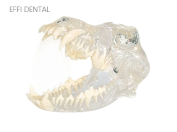 Canine Jaw Anatomical Model 