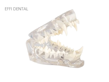 Feline Jaw Model