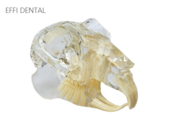 Clear Rabbit (Leporidae) Skull Model 