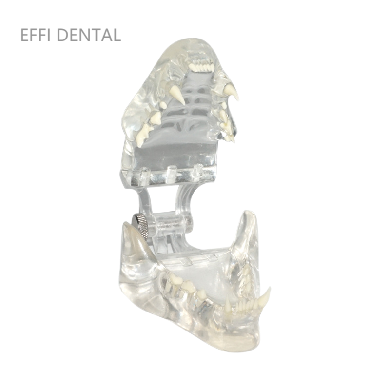 Feline Jaw Model