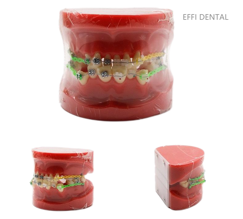  Dental Models 